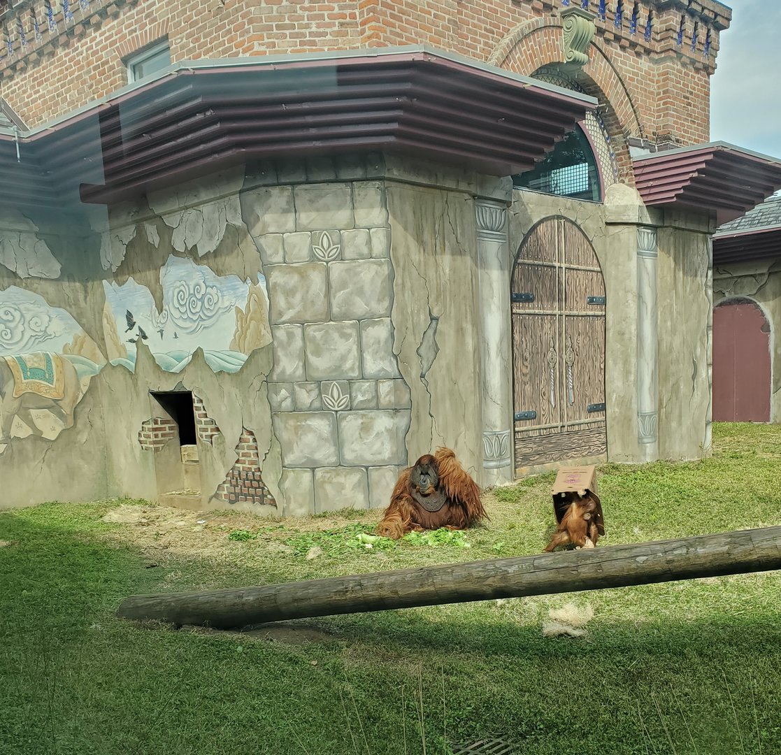 Audubon Zoo (2022) - Orangutan baby and father