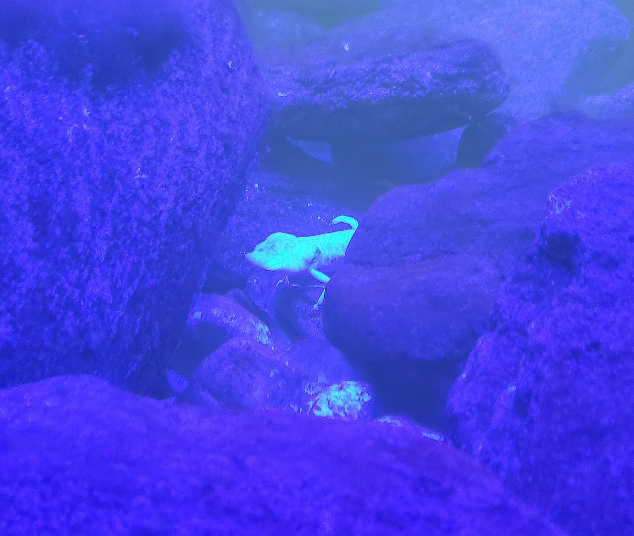 Audubon Zoo (2022) - Texas Blind Salamander