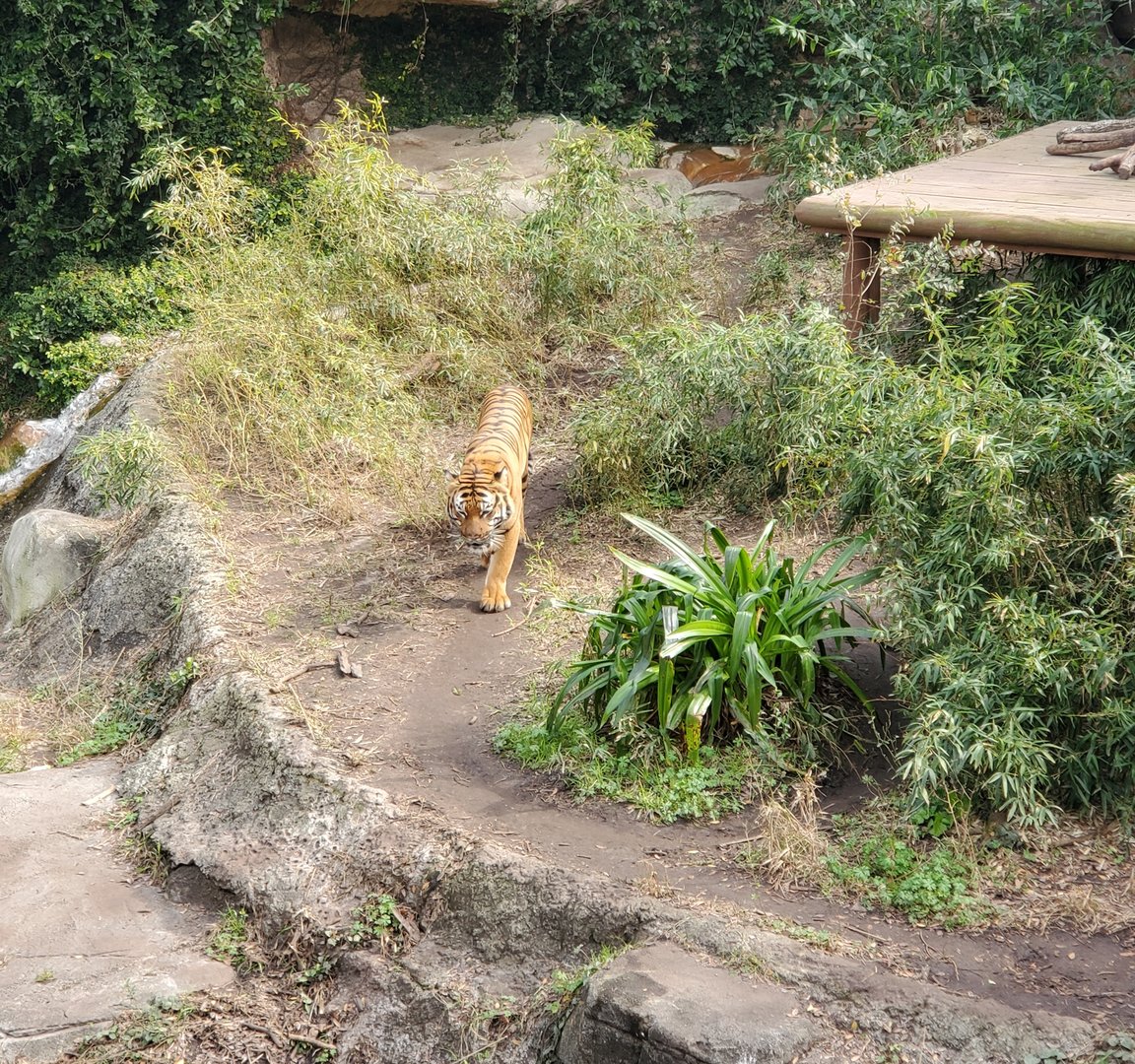 Audubon Zoo (2022) - Tiger prowling