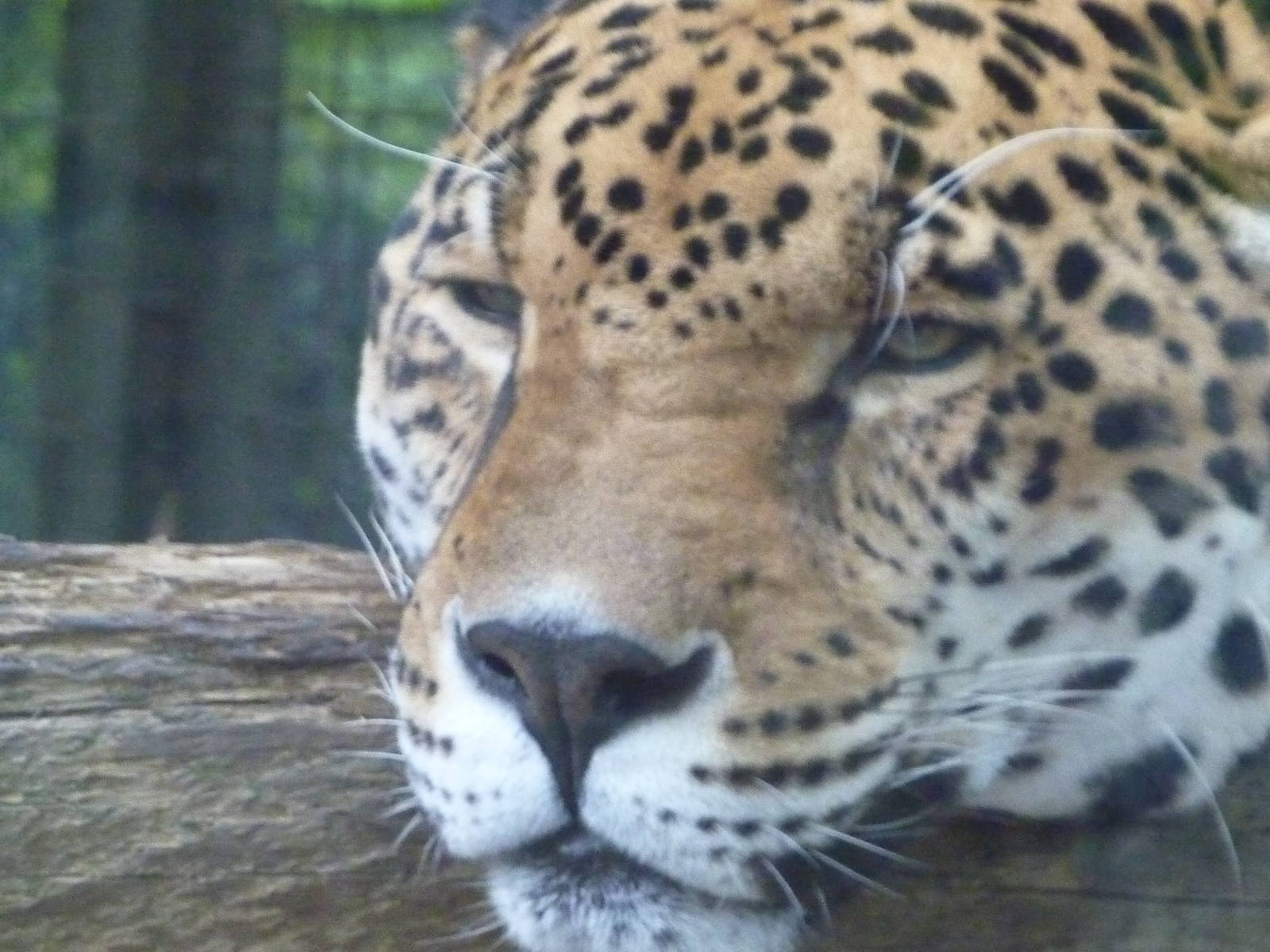 Audubon Zoo 4-16-10 036