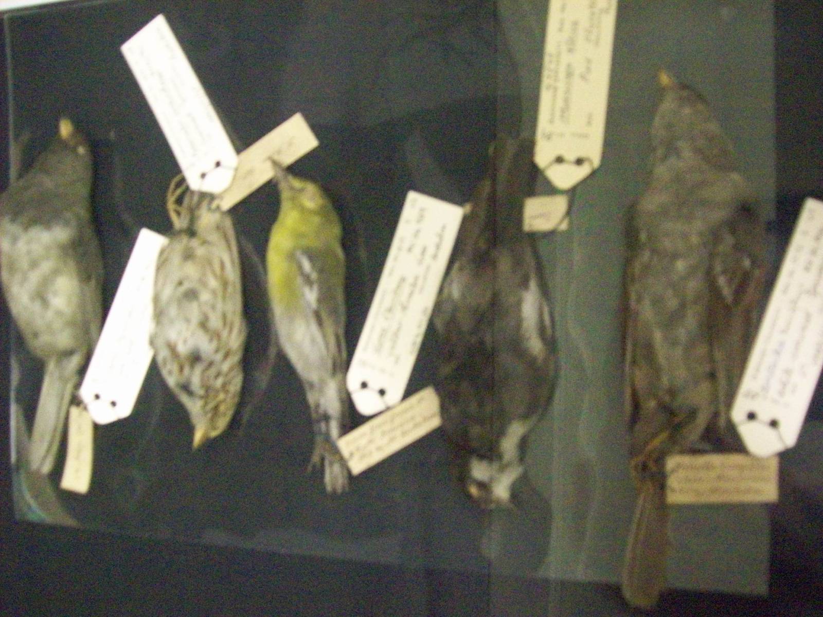 Audubon's birds