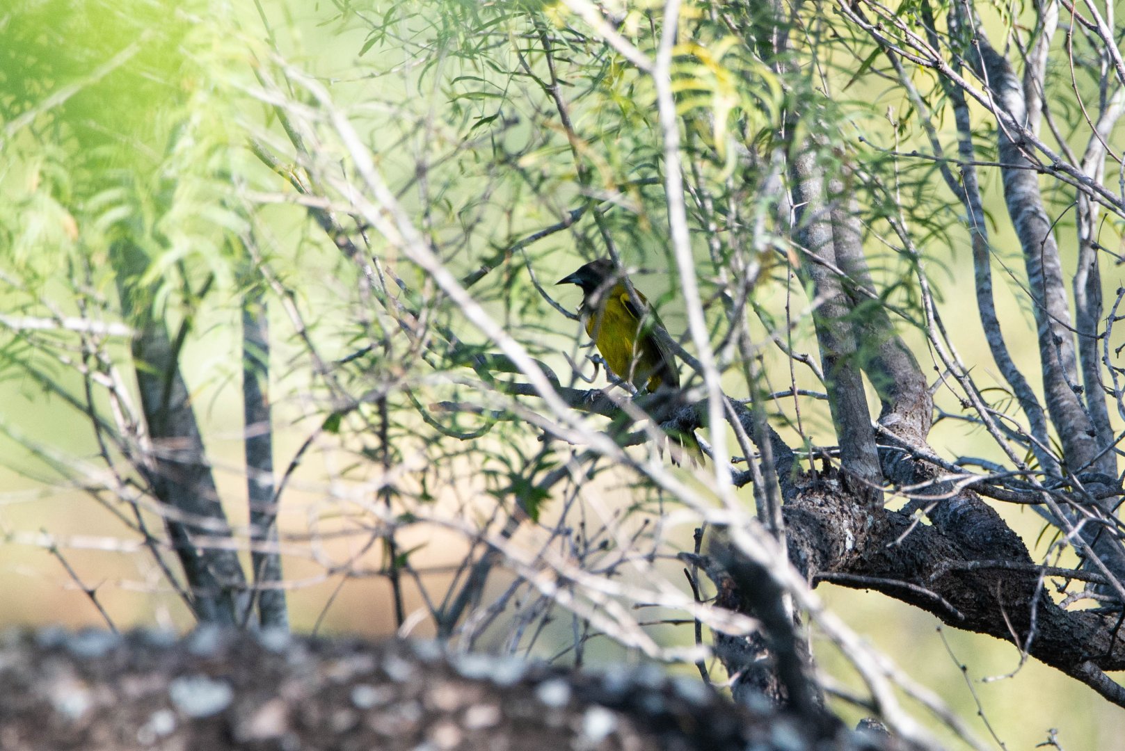 Audubon's Oriole- Icterus graduacauda
