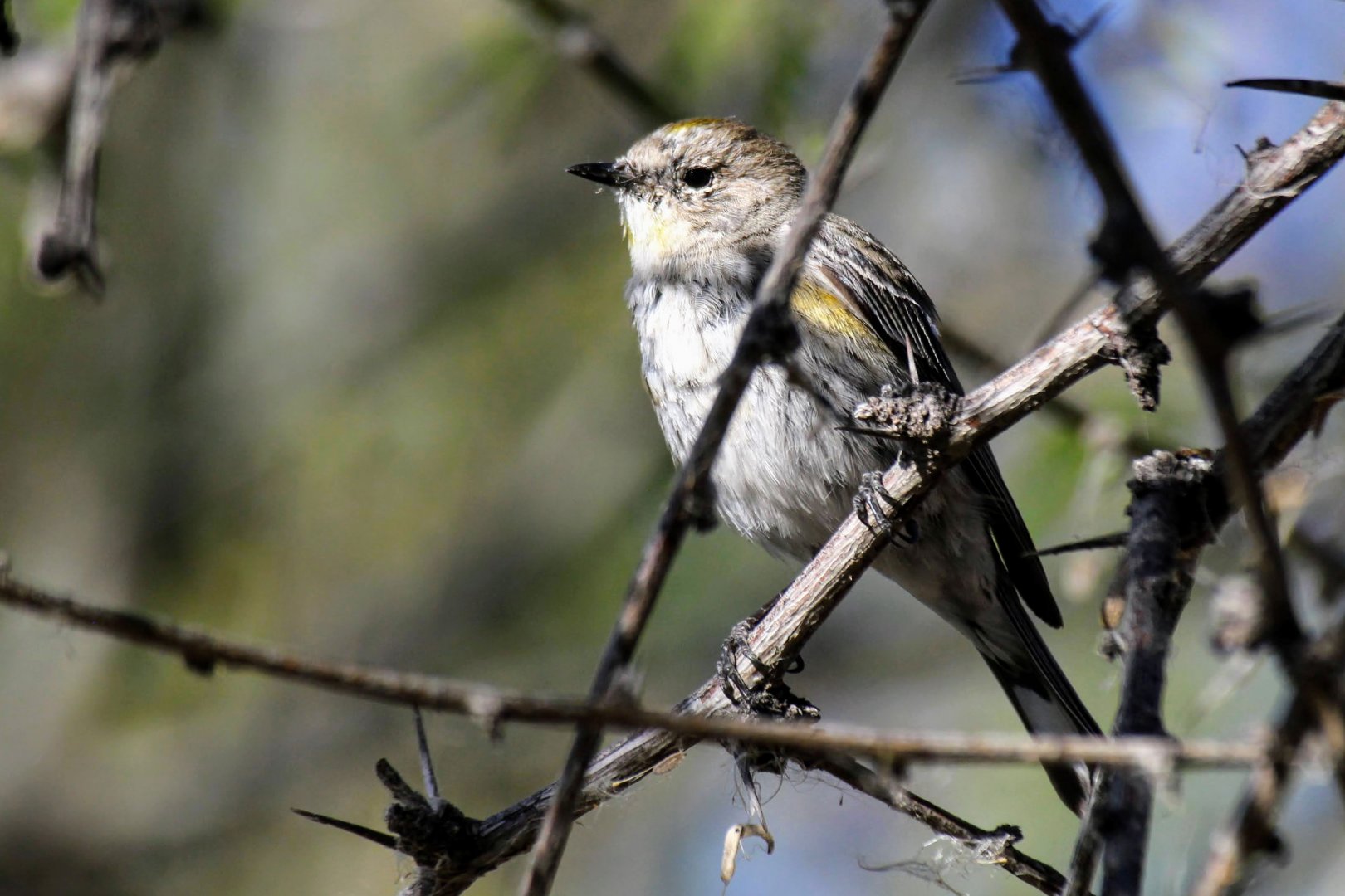 Audubon's Warbler