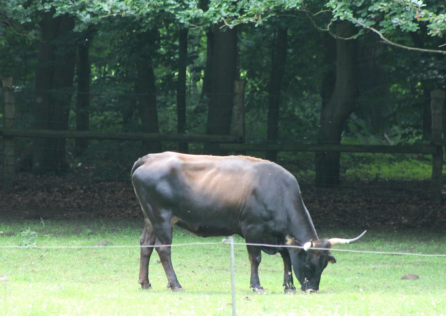 Auer ox
