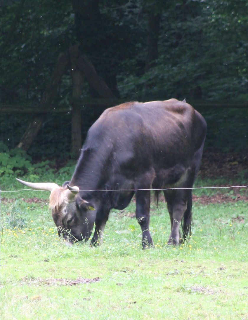 Auer ox
