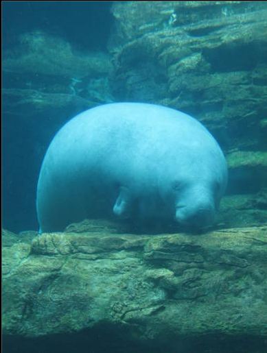 Aug. 2010-Florida Manatee