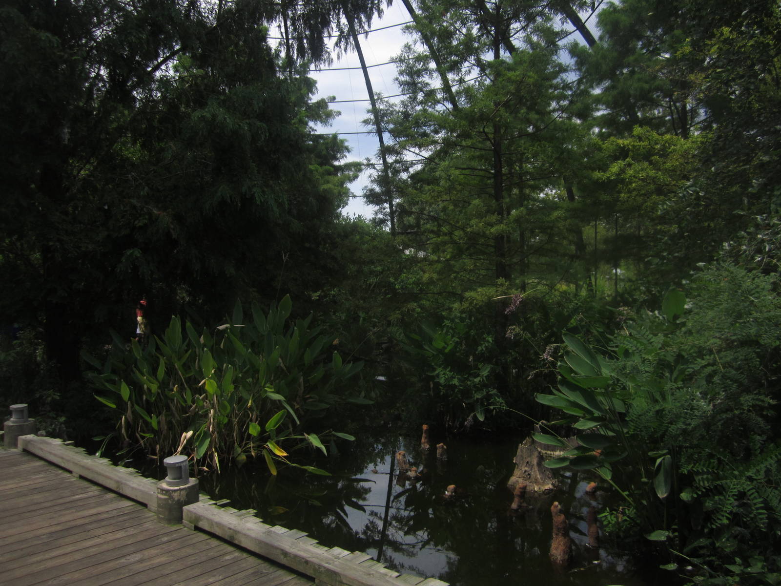 Aug. 2012-1904 World's Fair Flight Cage Cypress Swmp
