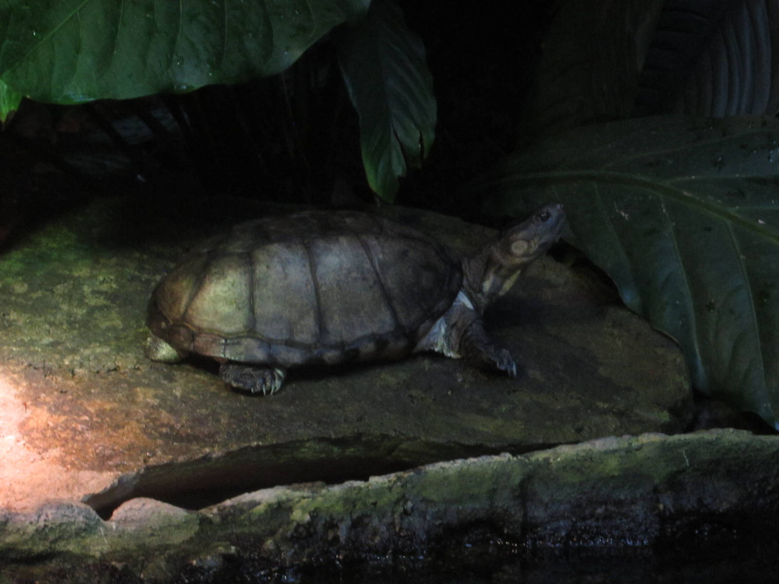 Aug. 2012-African Helmeted Turtle