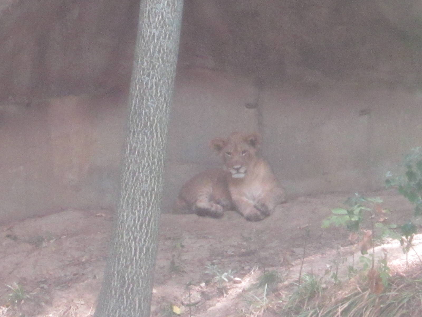 Aug. 2012-African Lion Cub