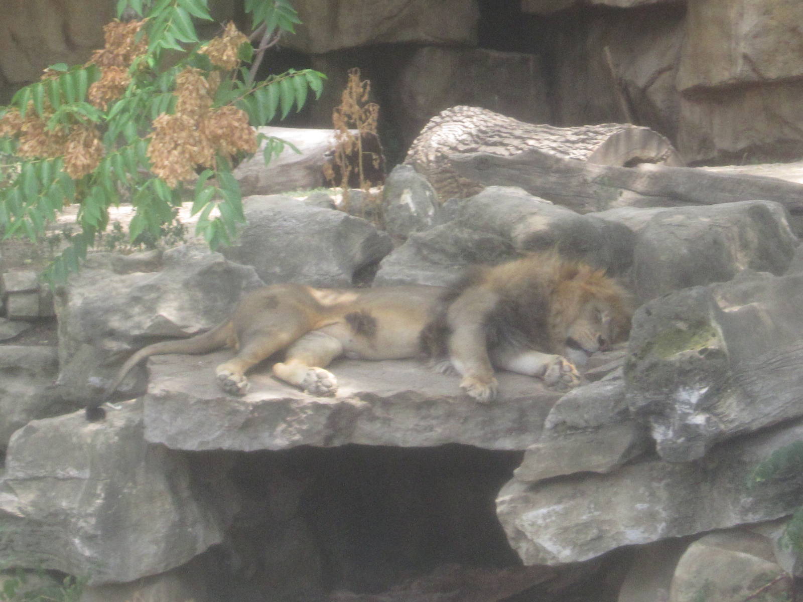 Aug. 2012-African Lion