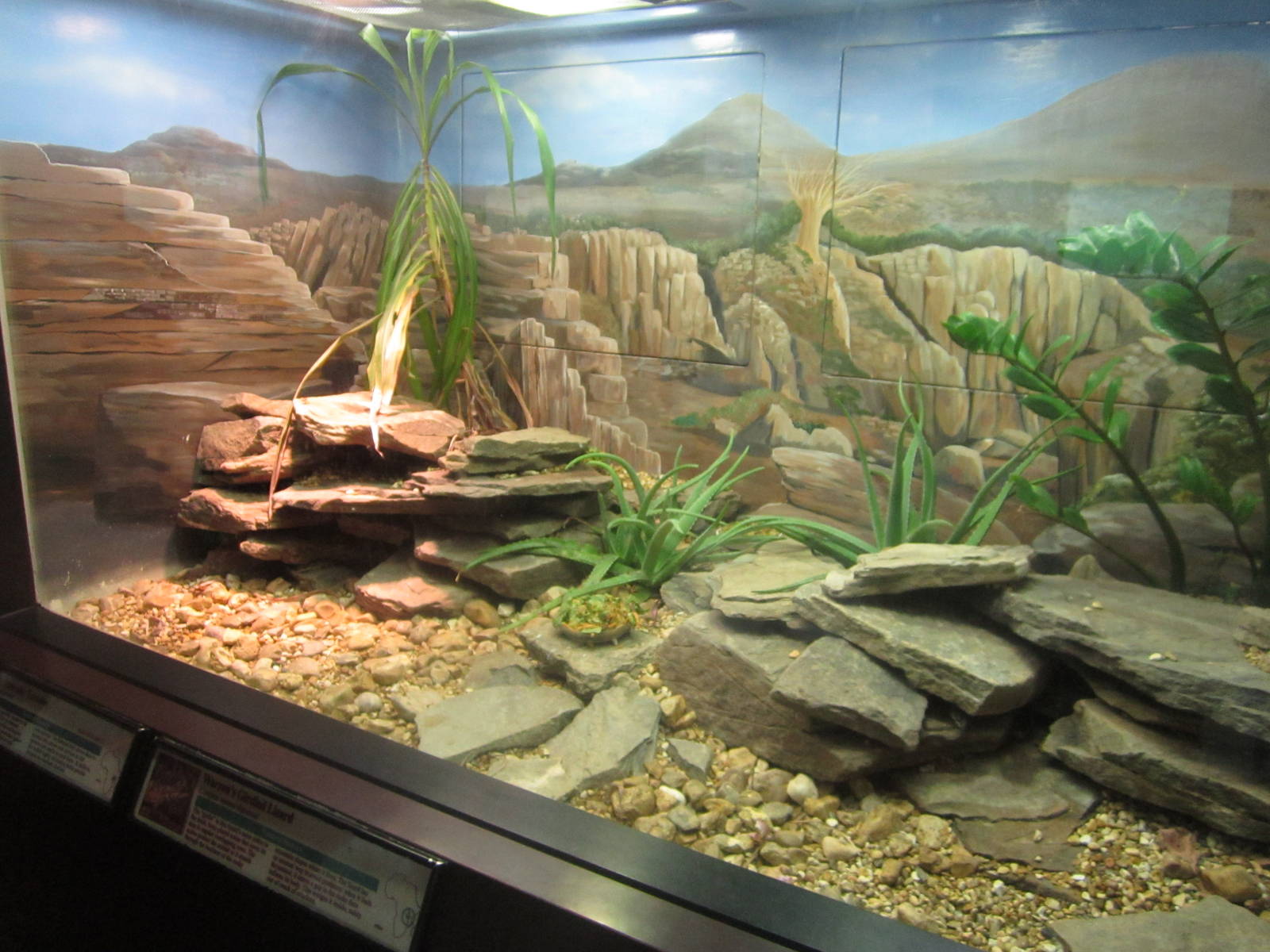 Aug. 2012-African PancakeTortoise/Warren's Girdled Lizard exhibit