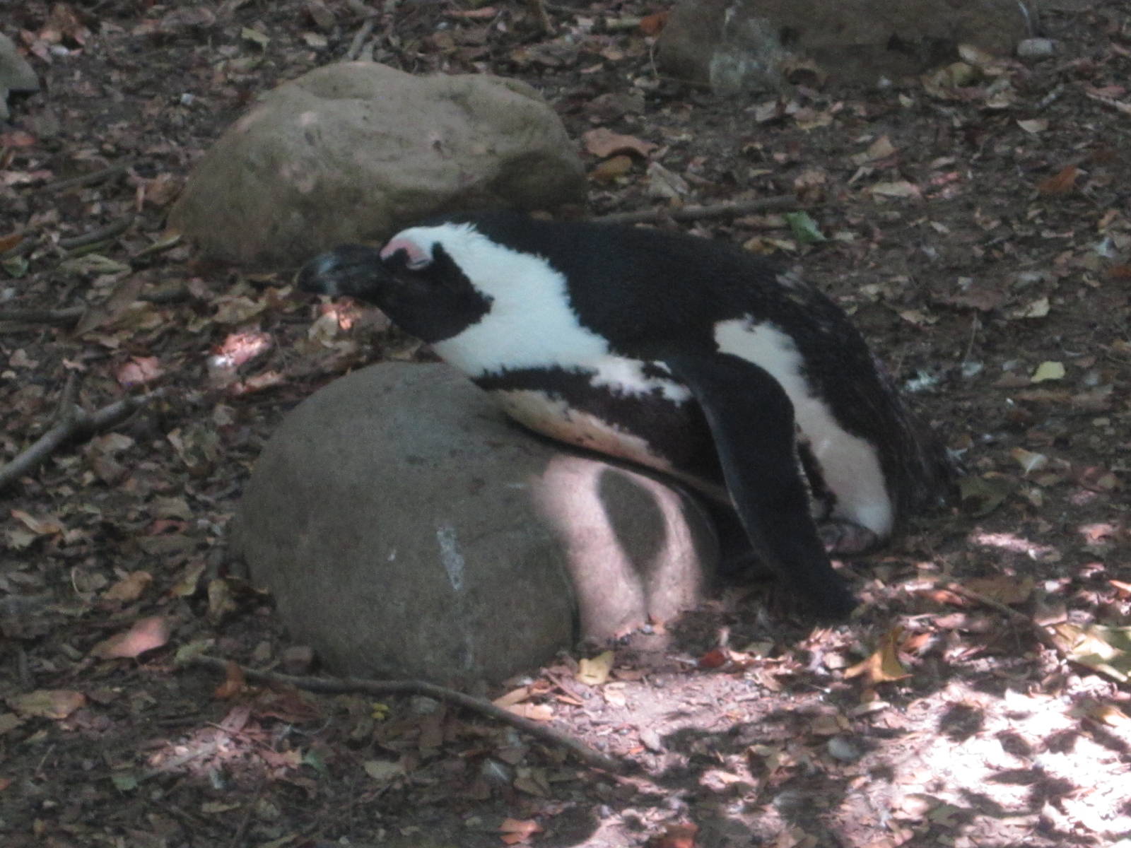 Aug. 2012-African Penguin