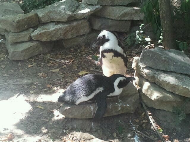 Aug. 2012-African Penguin