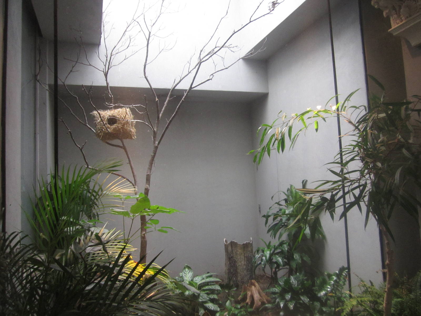 Aug. 2012-African Pygmy Falcon exhibit