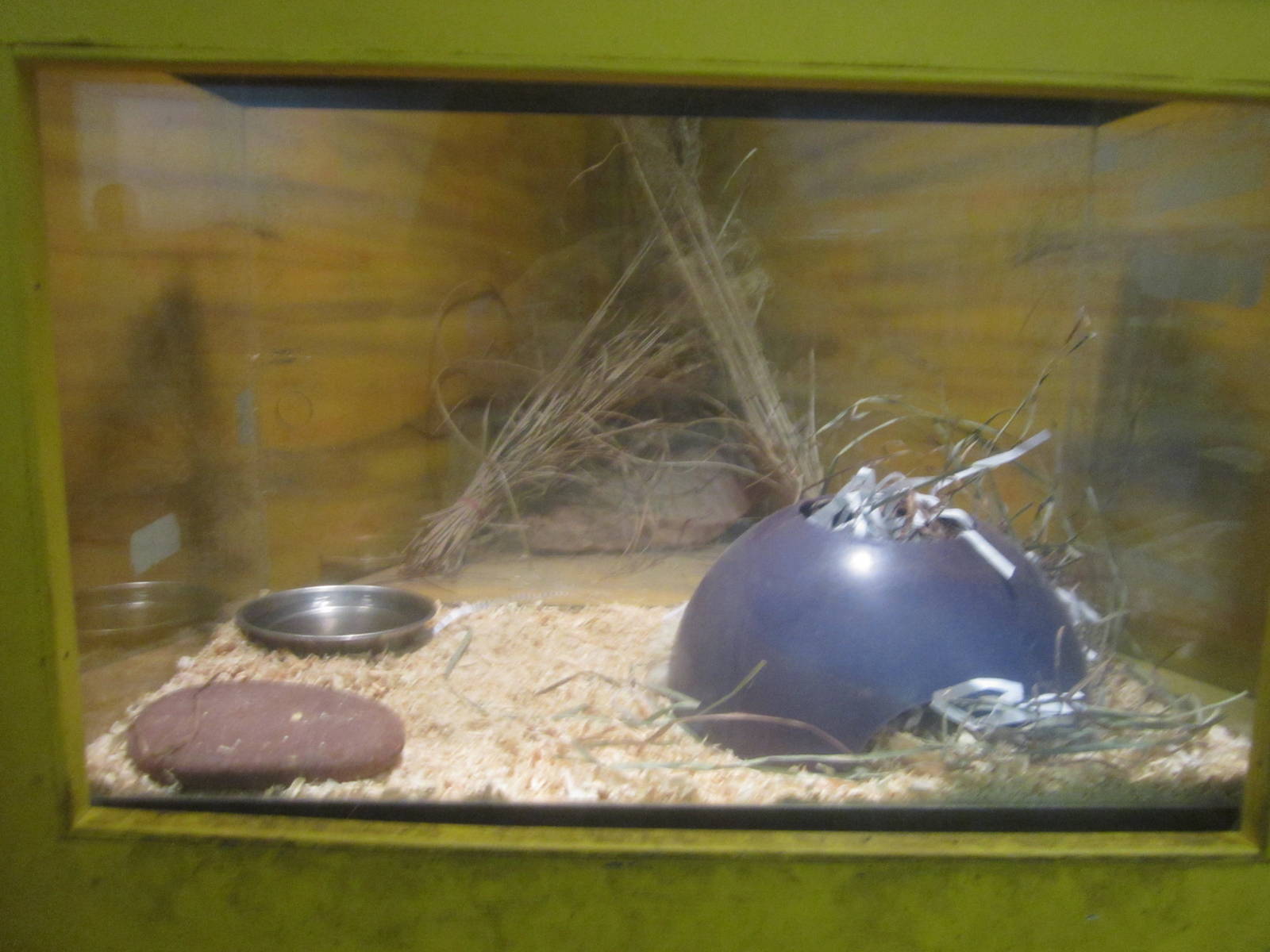 Aug. 2012-African Pygmy Hedgehog exhibit