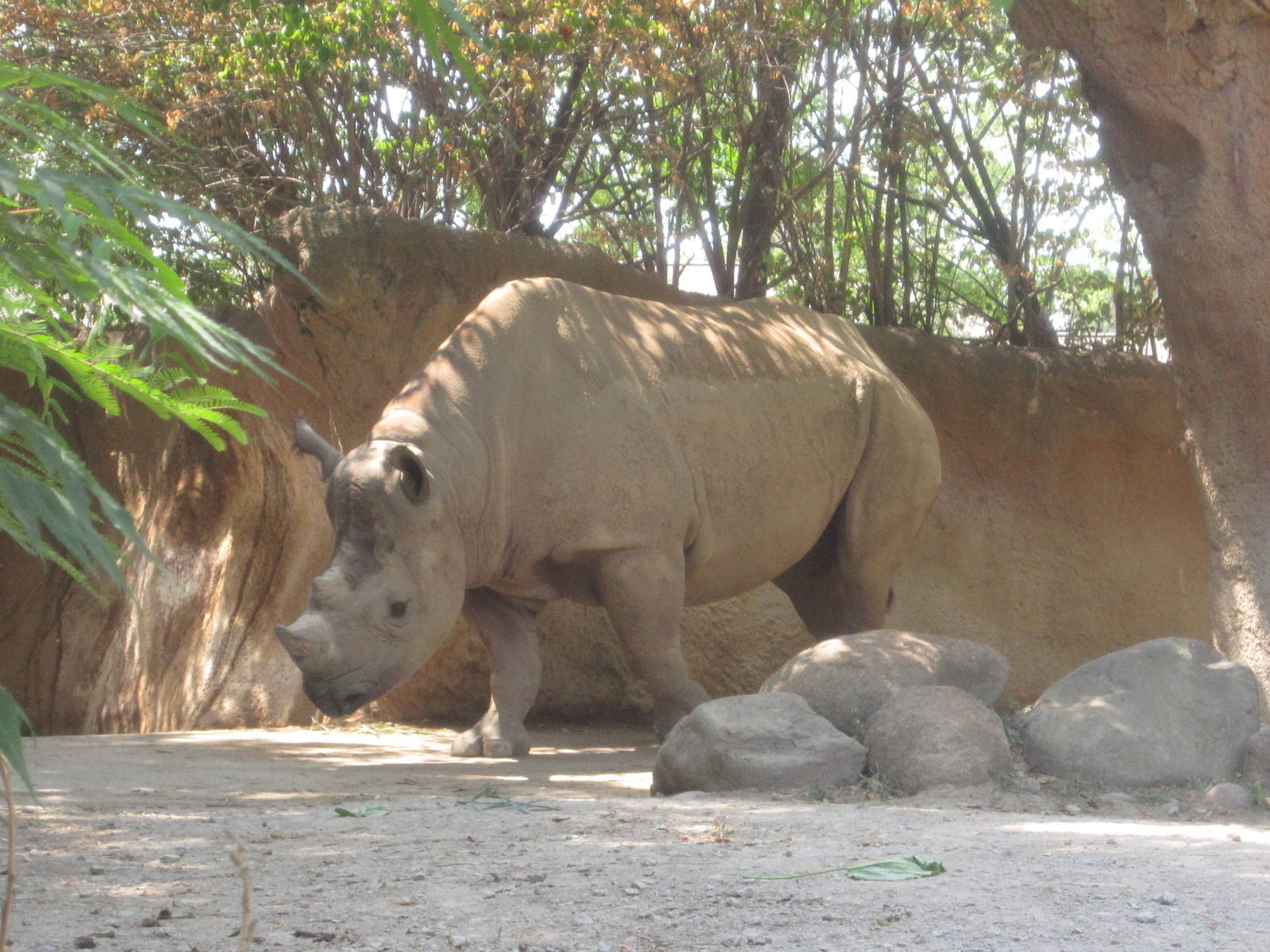 Aug. 2012-Ajabu, an Eastern Black Rhinoceros