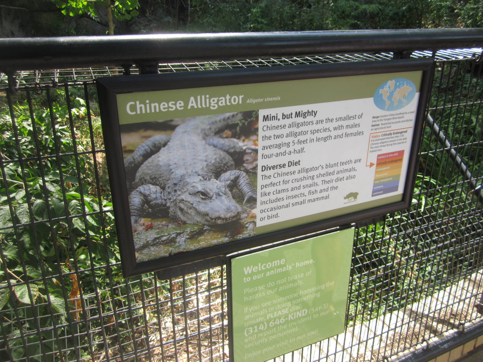 Aug. 2012-Alligator sign