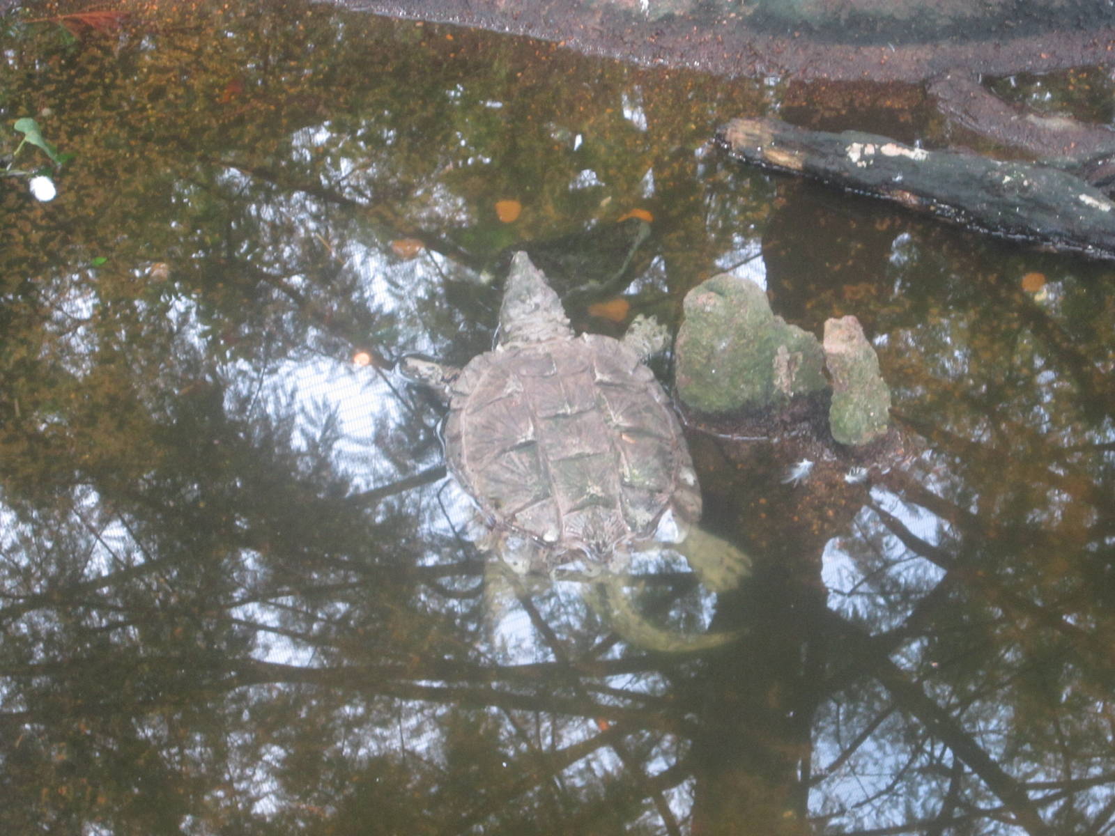 Aug. 2012-Alligator Snapping Turtle