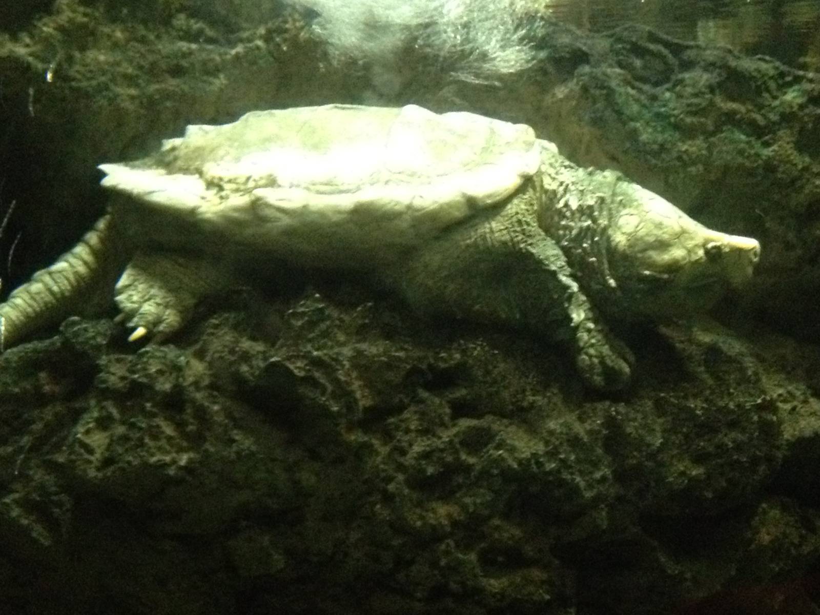 Aug. 2012-Alligator Snapping Turtle