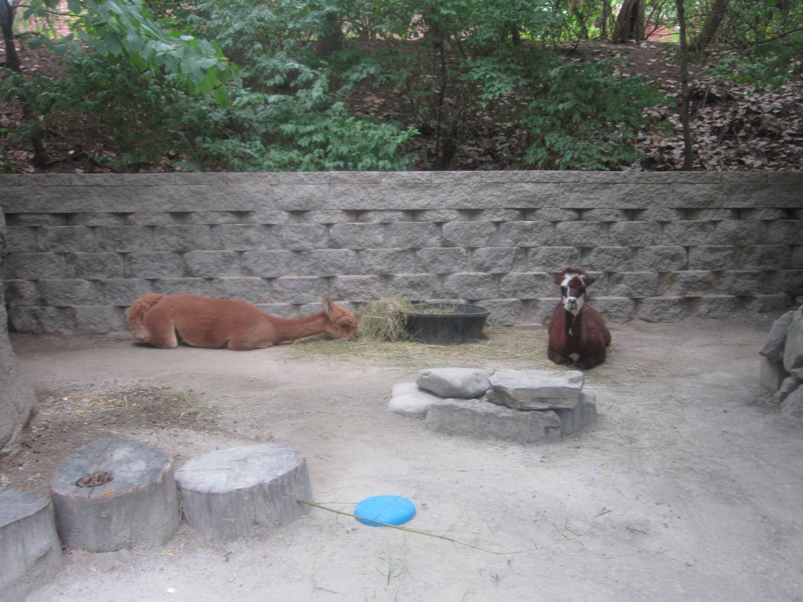 Aug. 2012-Alpaca exhibit