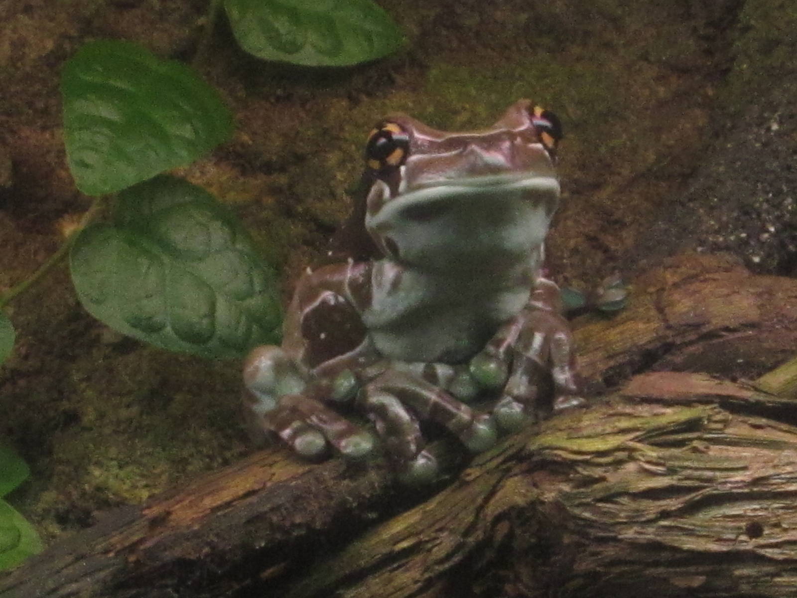 Aug. 2012-Amazon Milk Frog