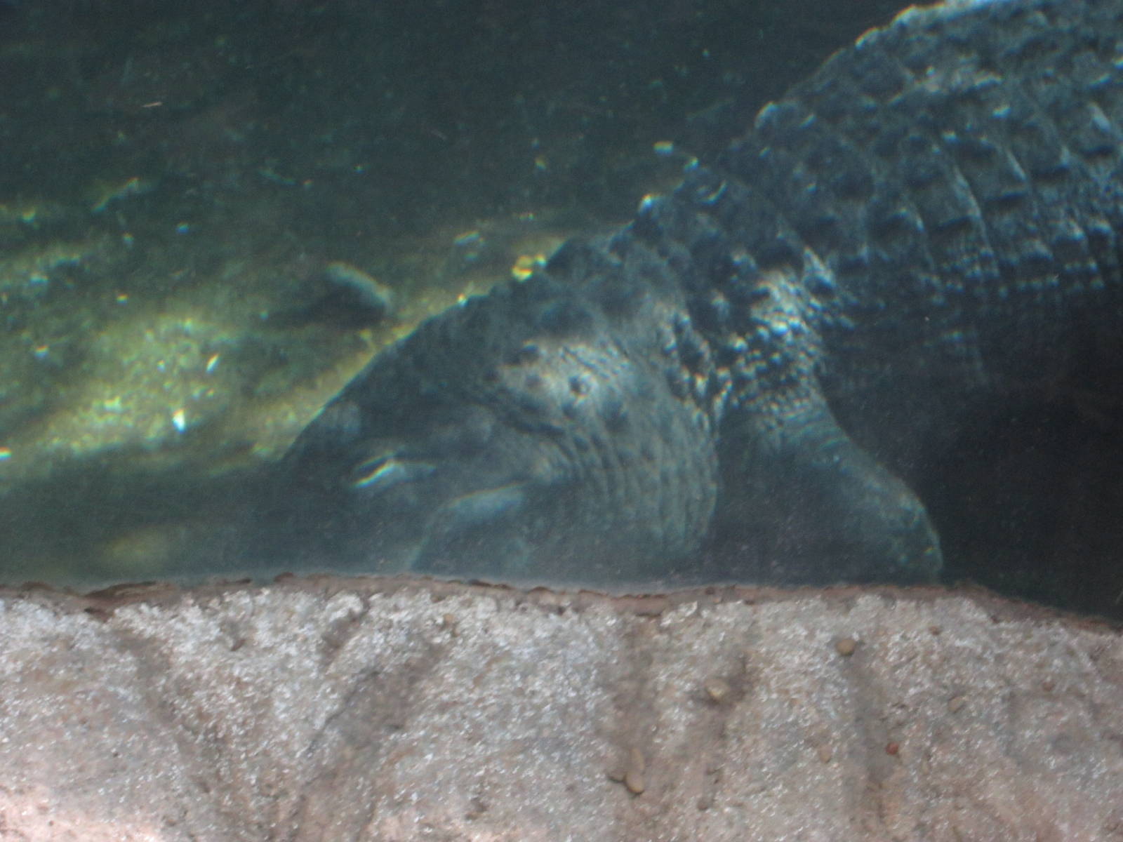 Aug. 2012-American Alligator
