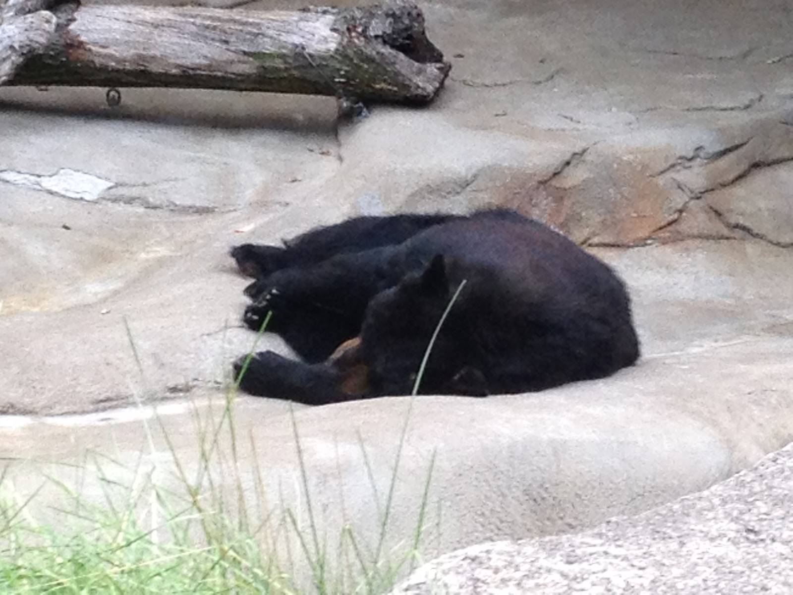 Aug. 2012-American Black Bear