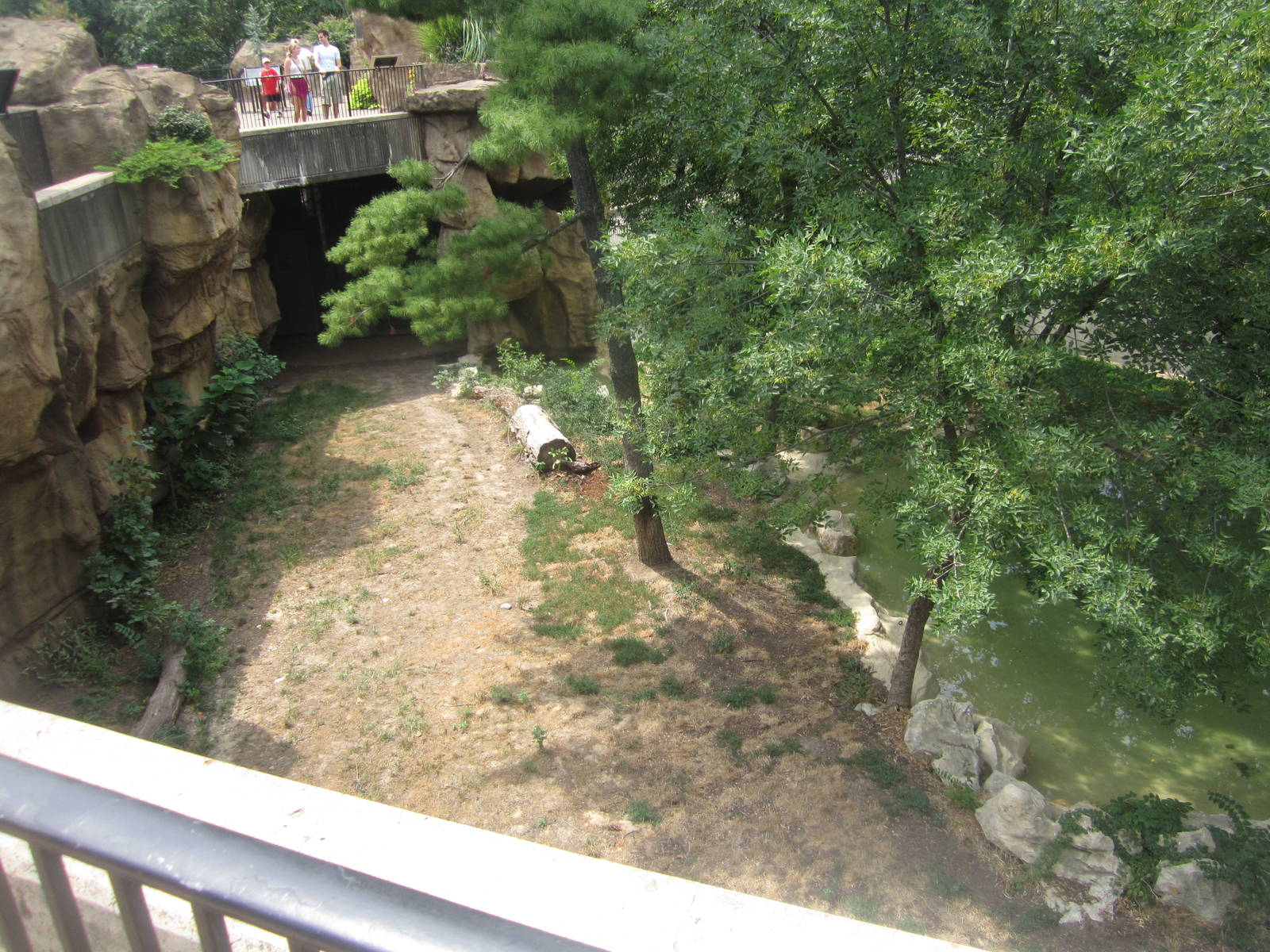 Aug. 2012-Amur Tiger exhibit