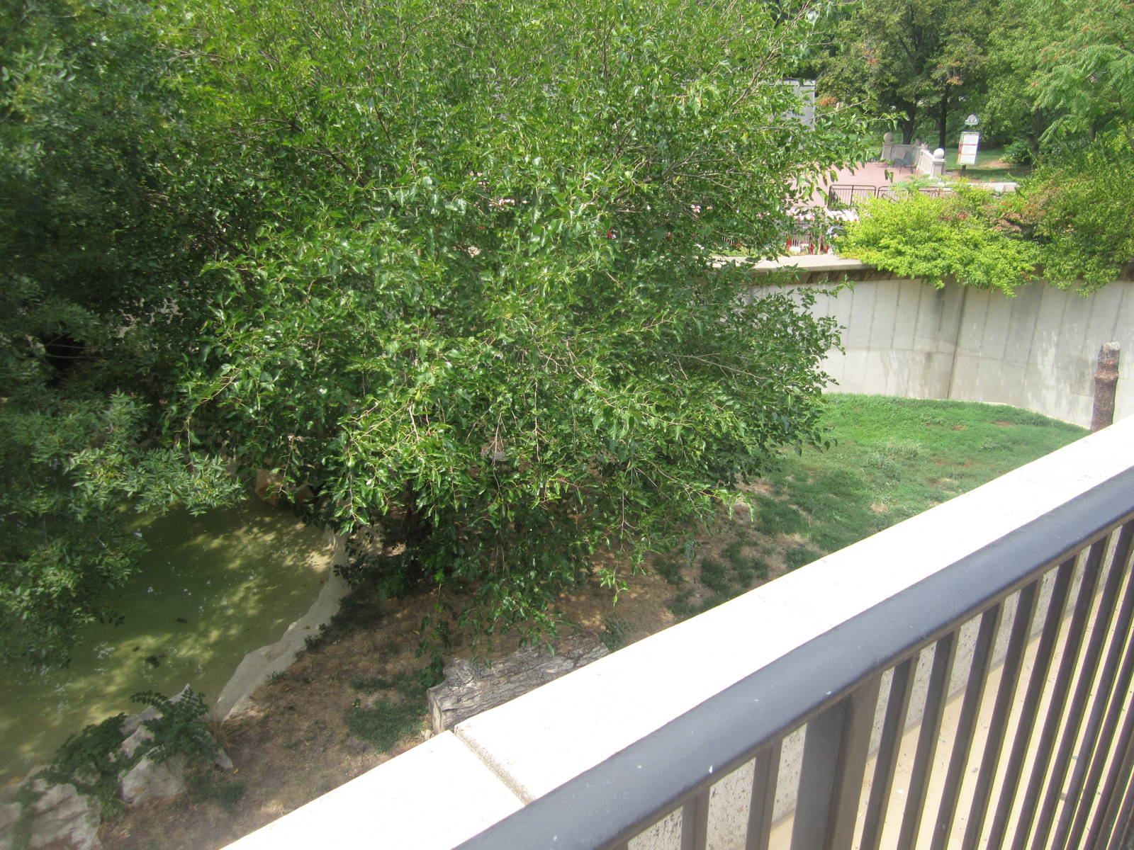 Aug. 2012-Amur Tiger exhibit