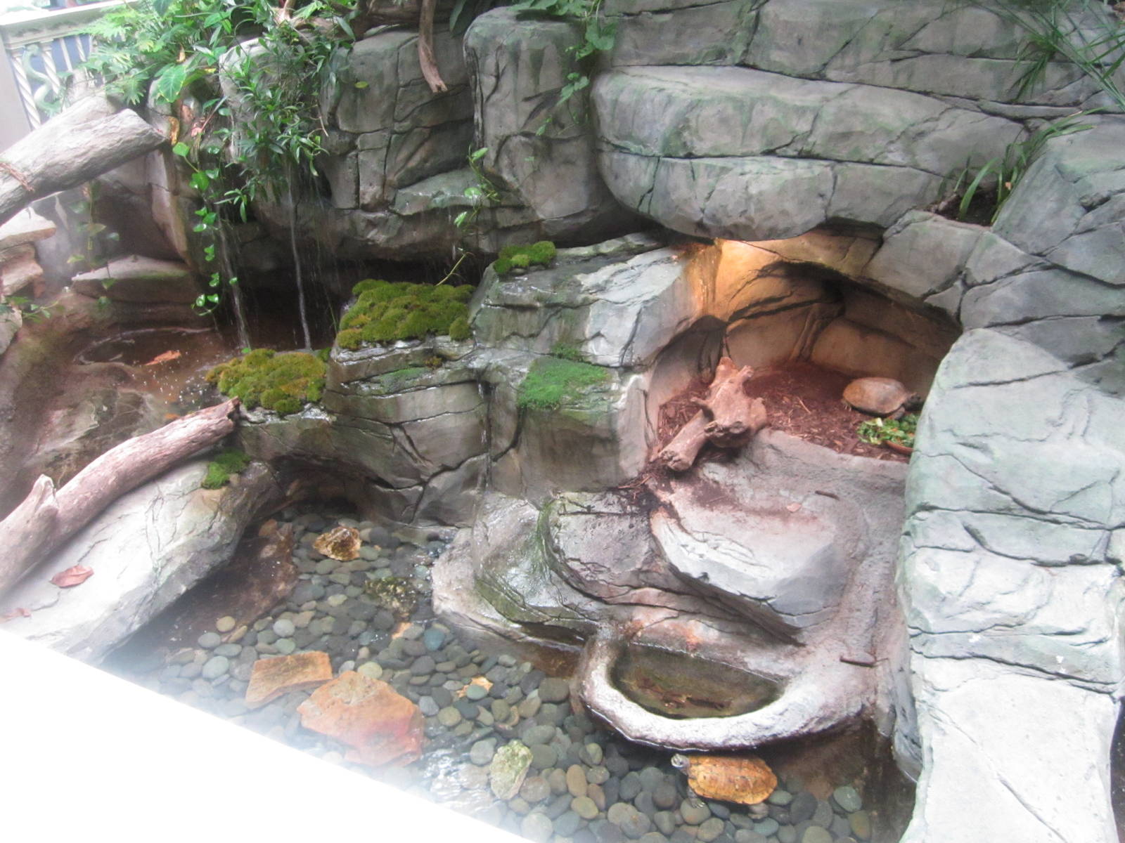 Aug. 2012-Arakan Forest Turtle exhibits