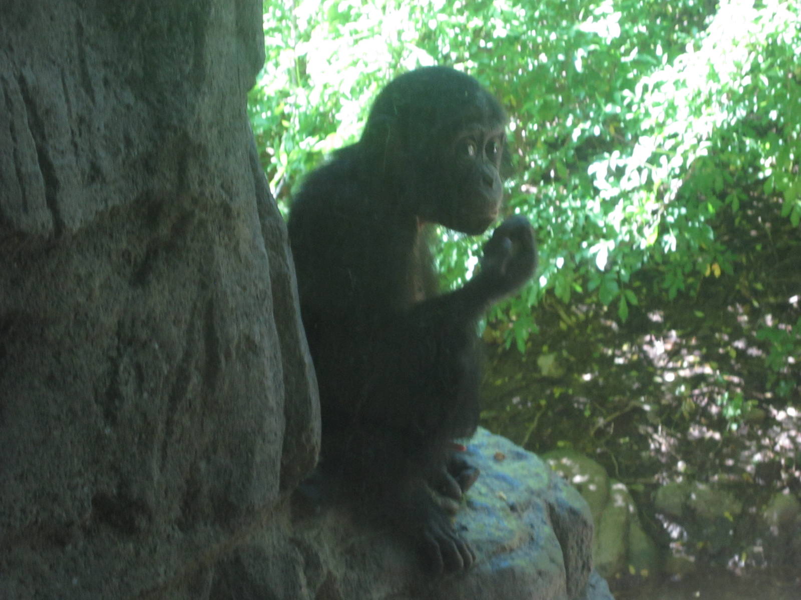 Aug. 2012-Baby Bonobo