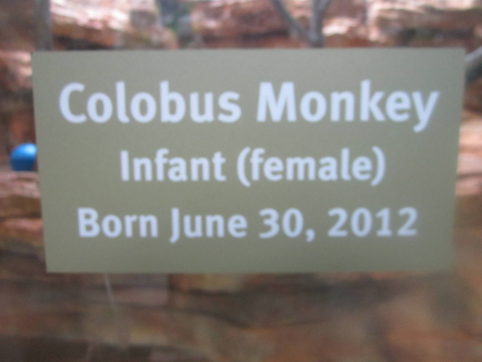 Aug. 2012-Baby Colobus sign