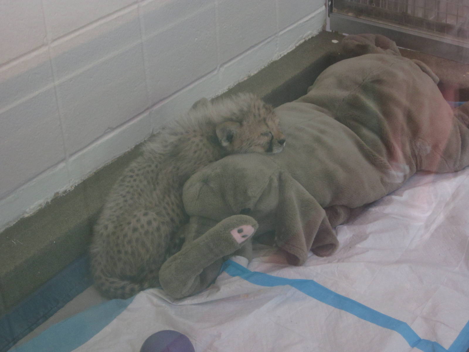 Aug. 2012-Baby Savannah