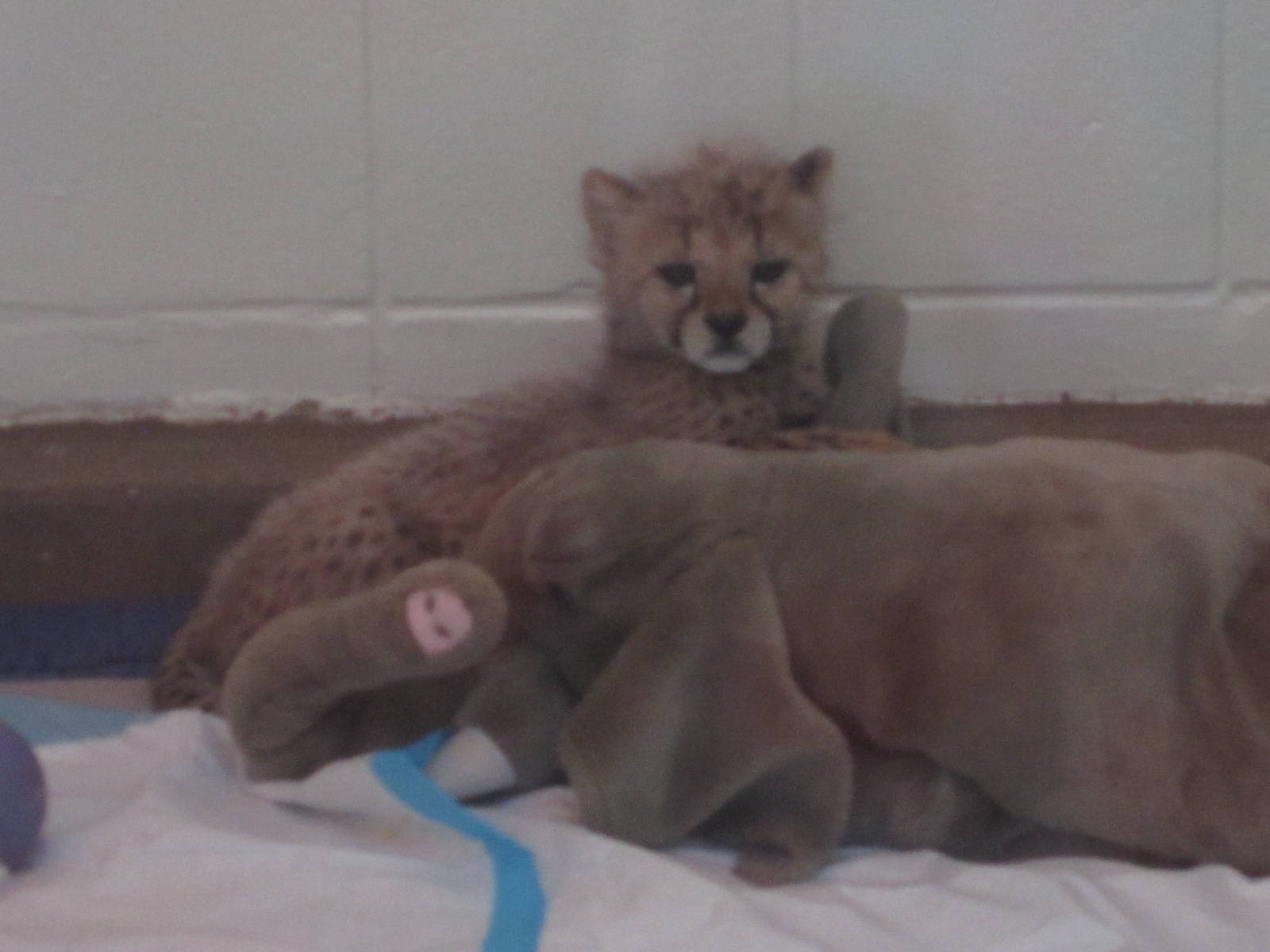 Aug. 2012-Baby Savannah