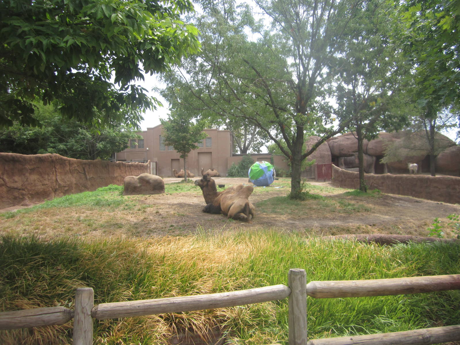 Aug. 2012-Bactrian Camel exhibit