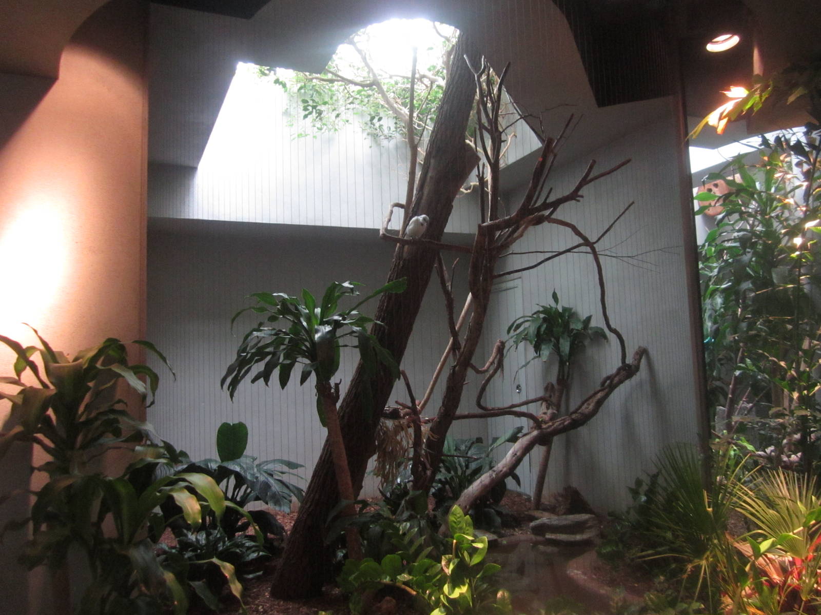 Aug. 2012-Bali Mynah exhibit