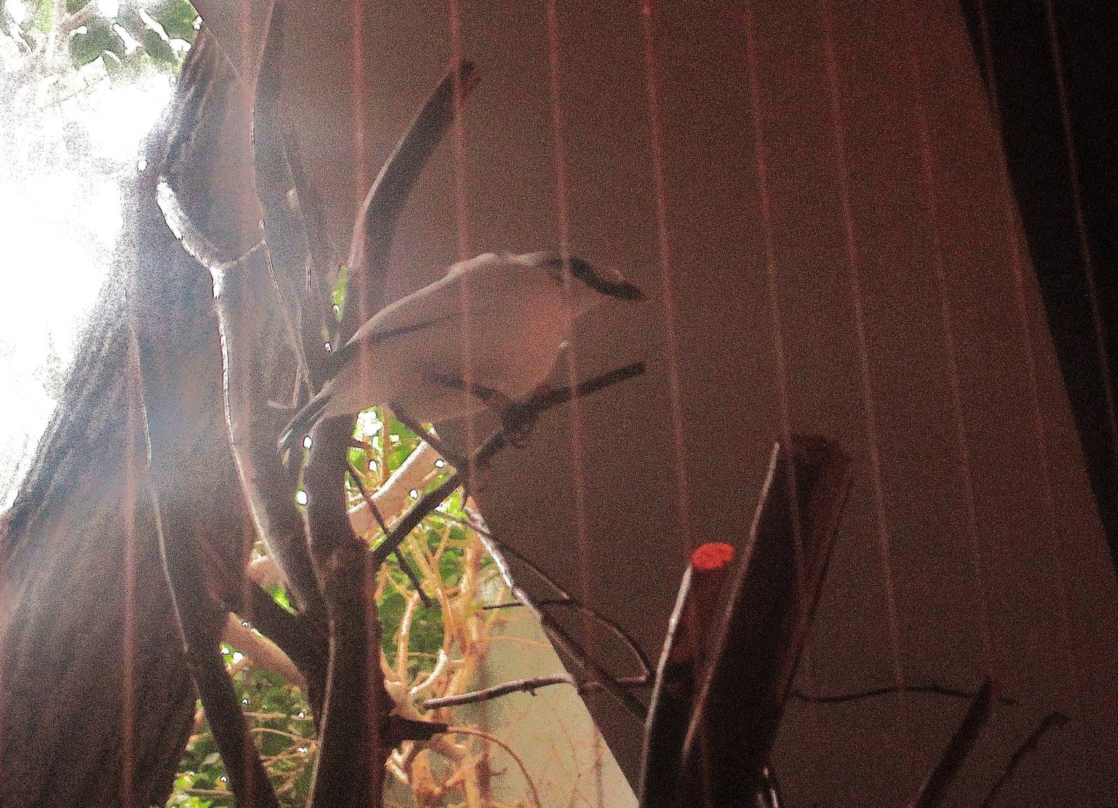 Aug. 2012-Bali Mynah