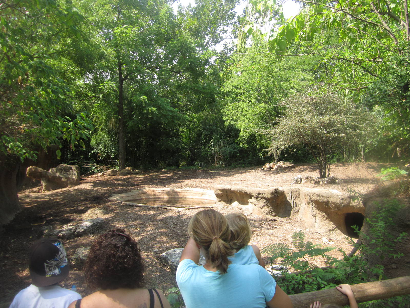 Aug. 2012-Bat-eared Fox exhibit