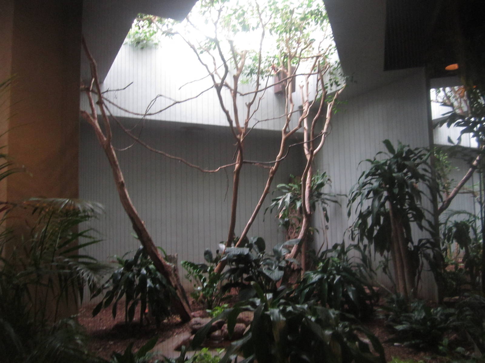 Aug. 2012-Bearded Barbet/Blacksmith Plover exhibit