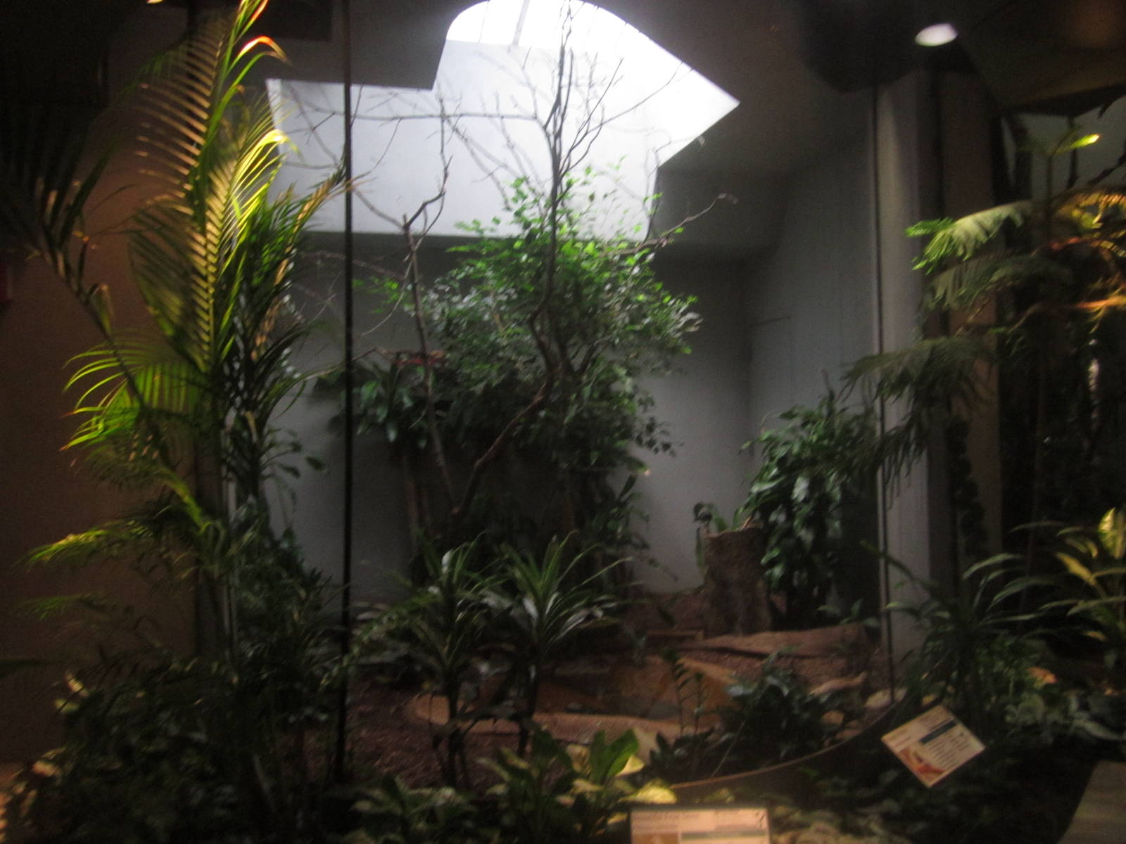 Aug. 2012-Beautiful Fruit Dove/Magpie Robin exhibit