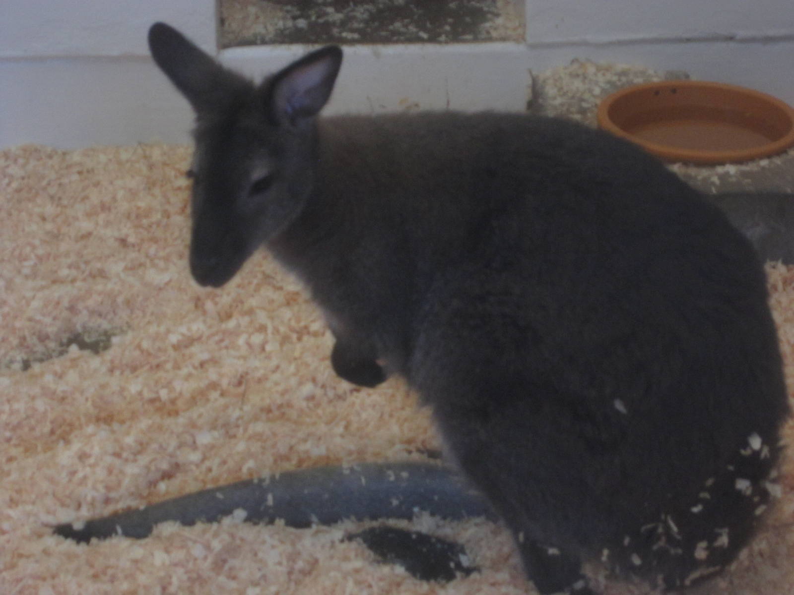 Aug. 2012-Bennett's Wallaby