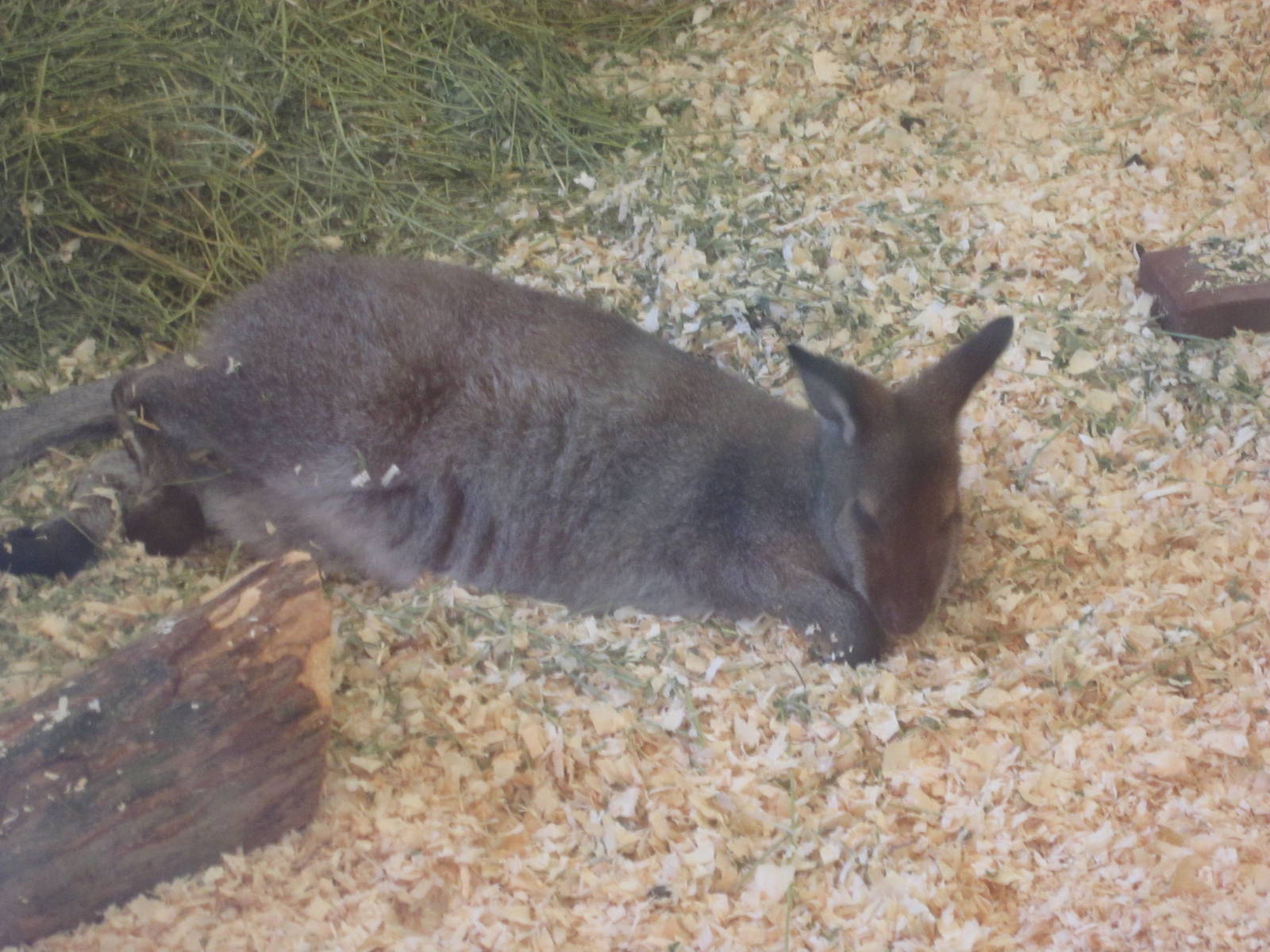 Aug. 2012-Bennett's Wallaby