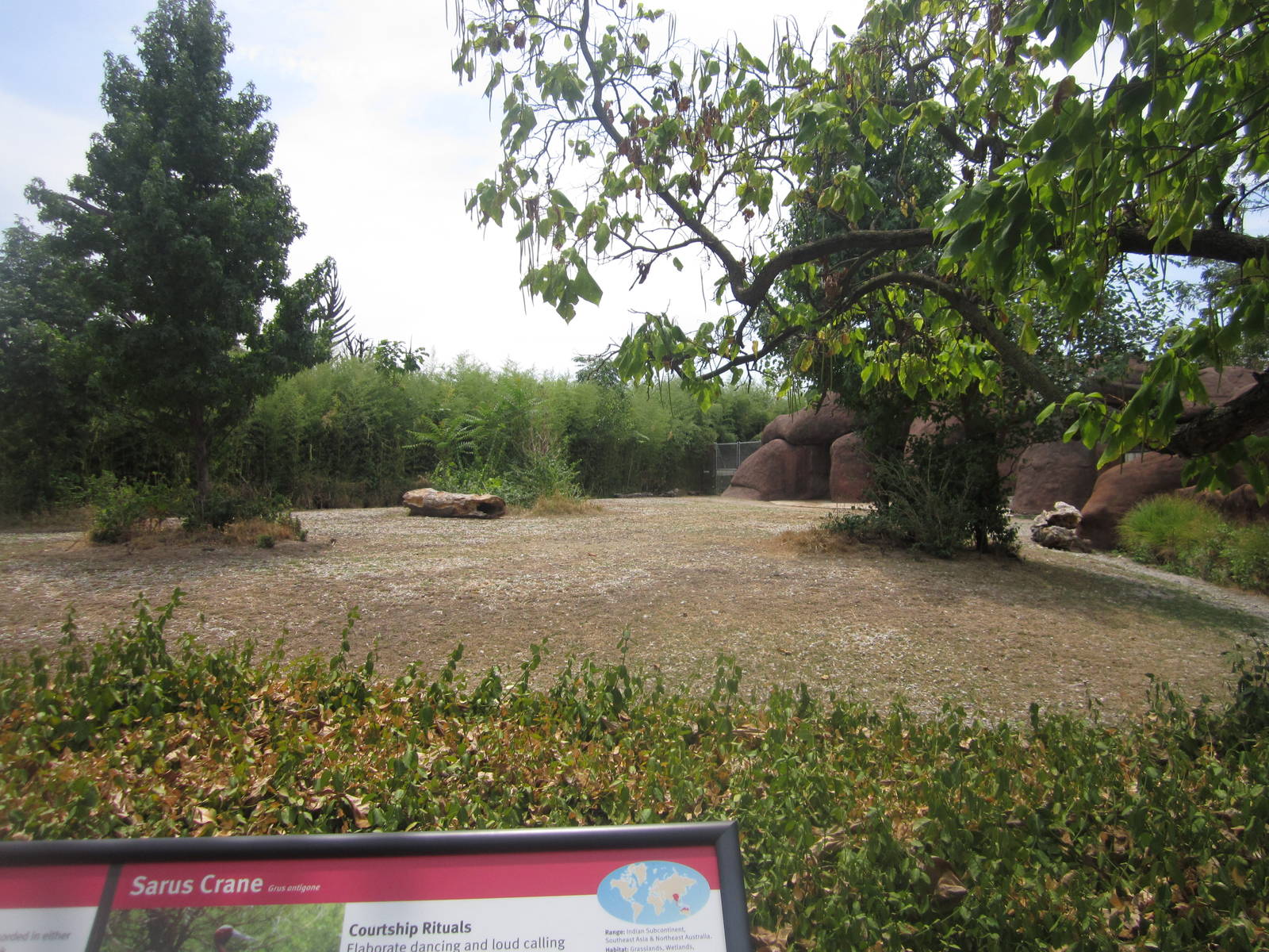 Aug. 2012-Benteng/Sarus Crane exhibit