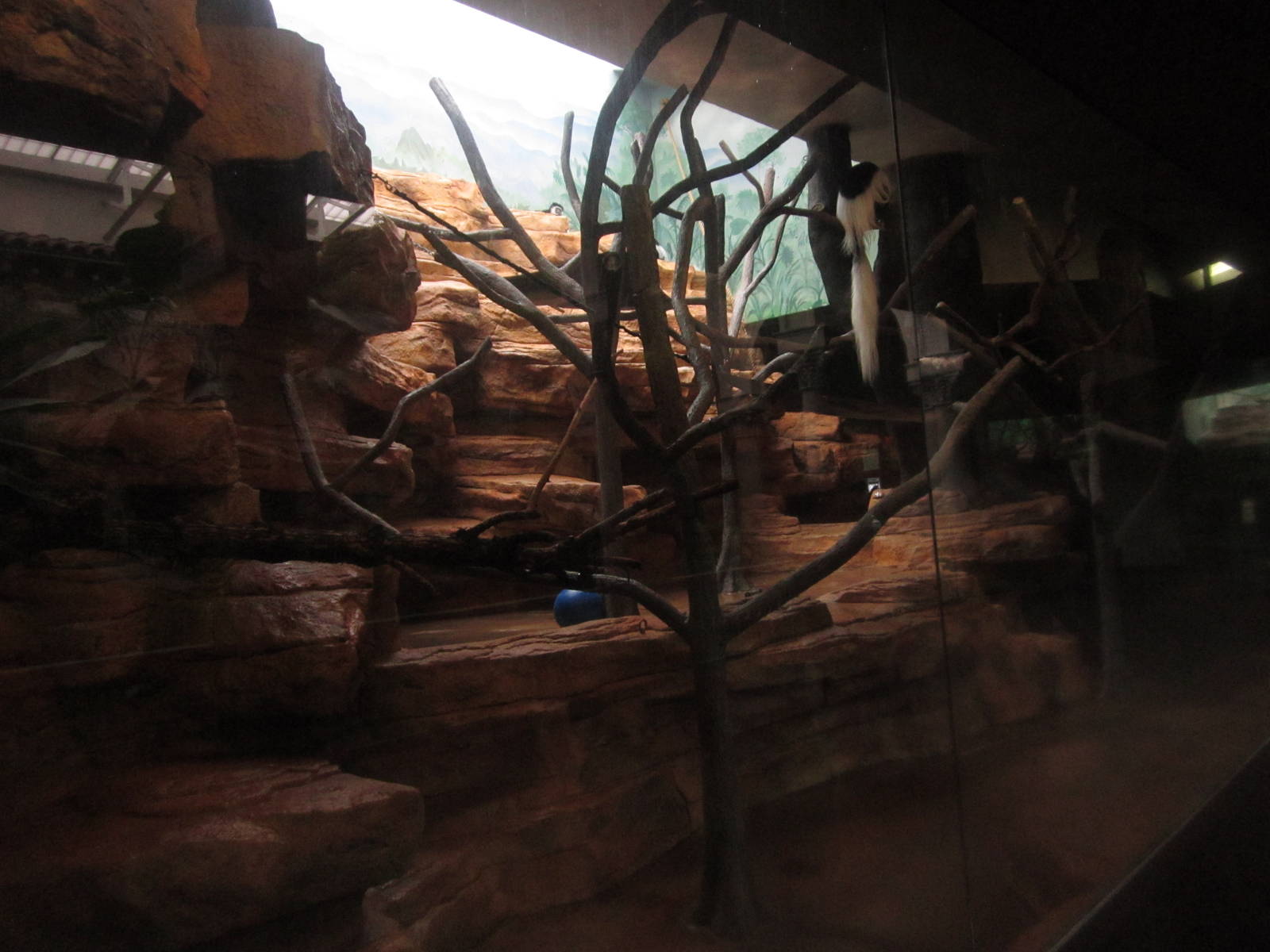 Aug. 2012-Black-and-White Colobus exhibit