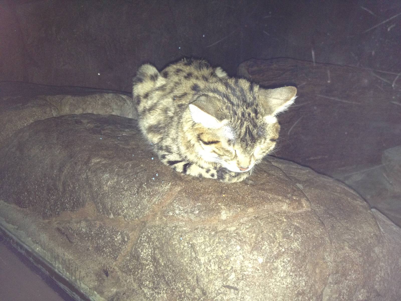 Aug. 2012-Black-footed Cat
