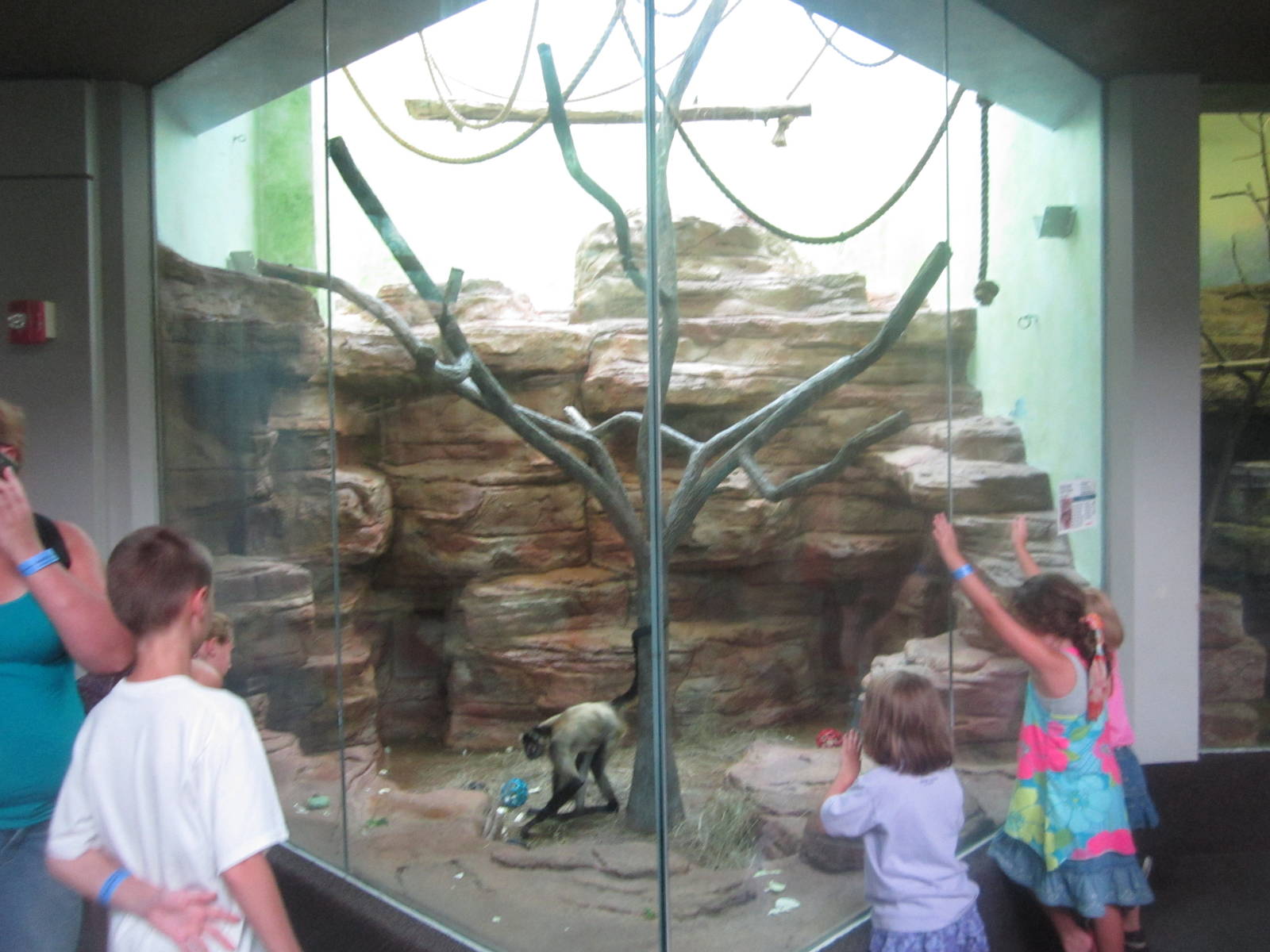 Aug. 2012-Black-handed Spider Monkey exhibit