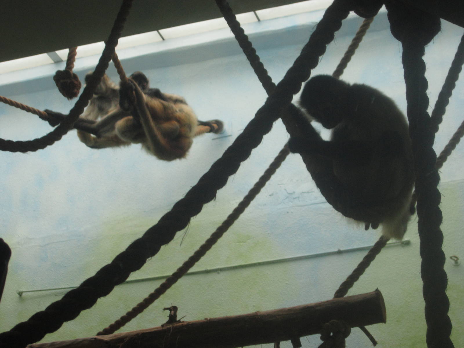 Aug. 2012-Black-handed Spider Monkeys