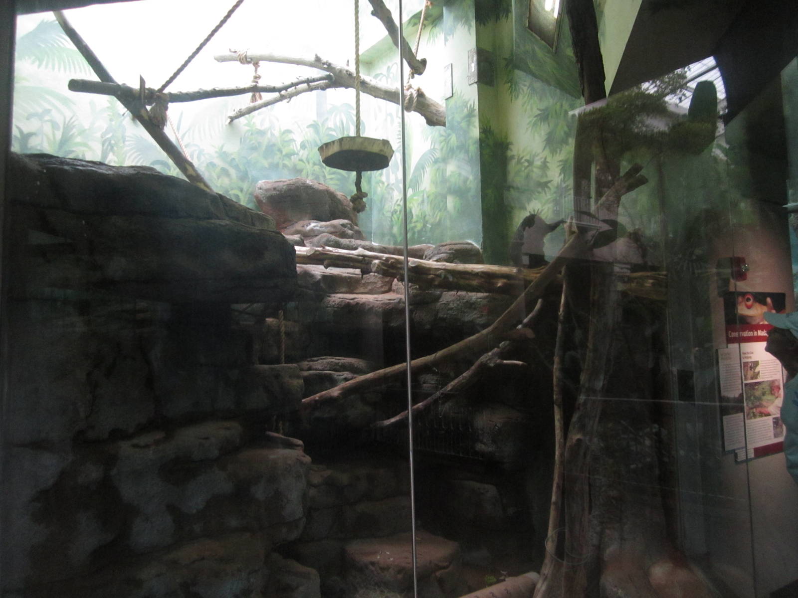 Aug. 2012-Black Lemur exhibit