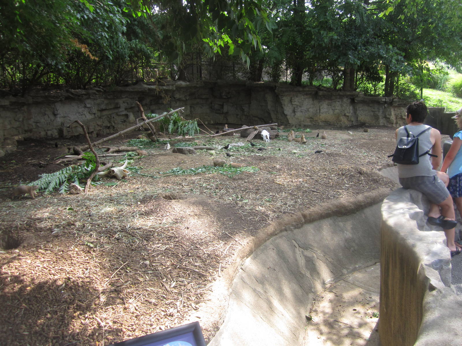Aug. 2012-Black-tailed Prairie Dog exhibit