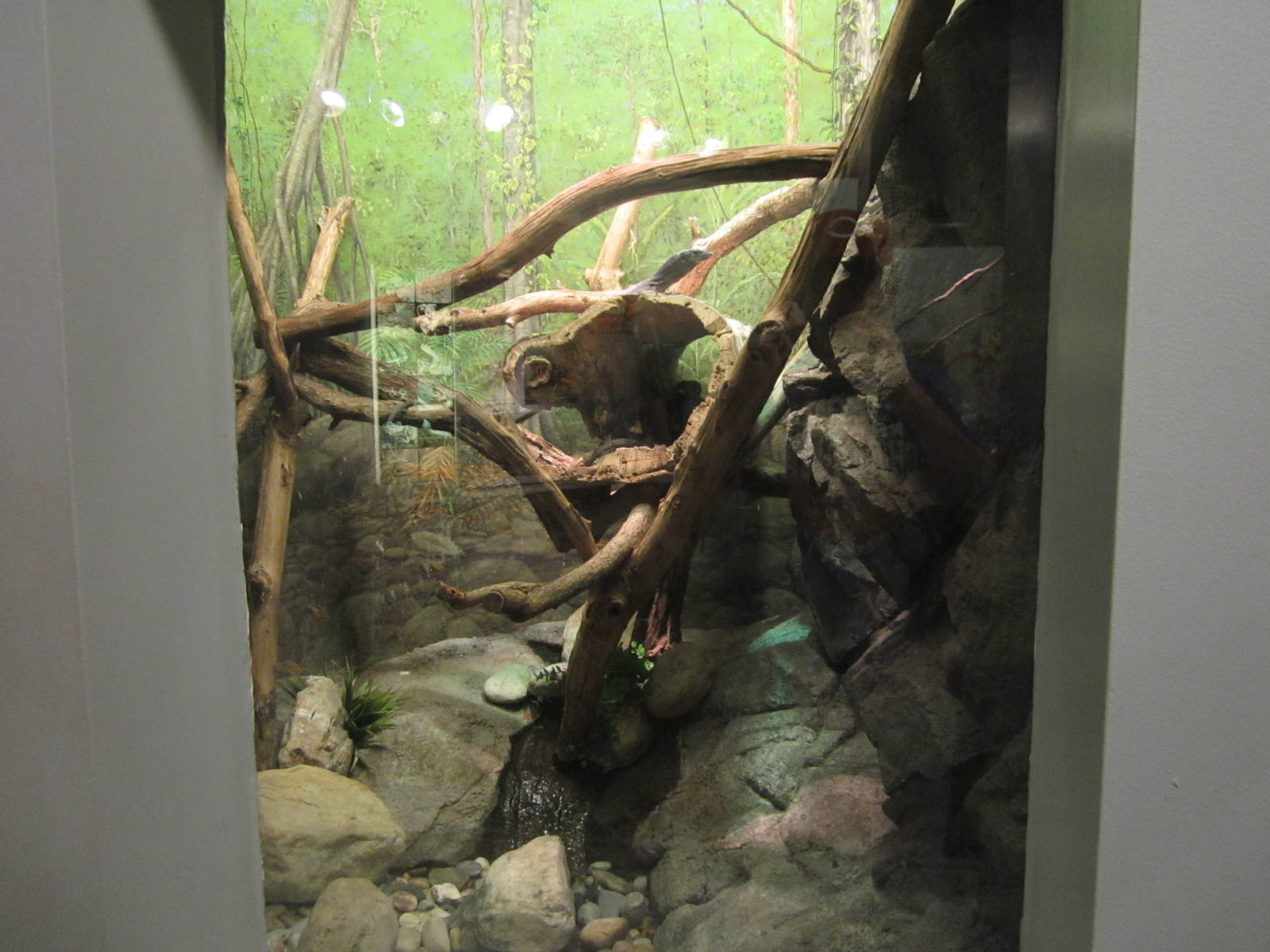 Aug. 2012-Black Tree Monitor exhibit